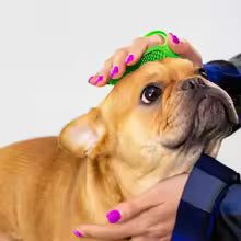 Dog grooming glove massage brush collecting loose pet hair